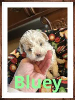 Bluey, a male Poodle - Miniature  for sale in Mc Crory, AR – Photo 2 of 5