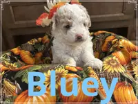 Bluey, a male Poodle - Miniature  for sale in Mc Crory, AR – Photo 3 of 5