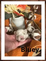 Bluey, a male Poodle - Miniature  for sale in Mc Crory, AR – Photo 4 of 5