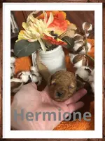 Hermione, a female Poodle - Miniature  for sale in Mc Crory, AR – Photo 4 of 4