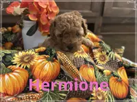 Hermione, a female Poodle - Miniature  for sale in Mc Crory, AR – Photo 3 of 4