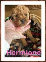 Hermione, a female Poodle - Miniature  for sale in Mc Crory, AR – Photo 2 of 4