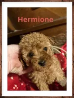 Hermione, a female Poodle - Miniature  for sale in Mc Crory, AR – Photo 1 of 4