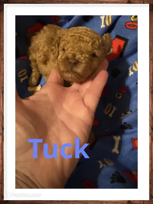 Tuck – Poodle - Toy  puppy for sale in Mc Crory, AR
