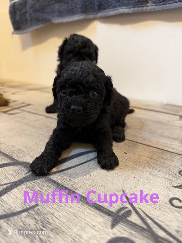Muffin Cupcake – Poodle - Toy  puppy for sale in Mc Crory, AR