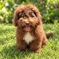 Barney, a male Maltipoo for sale in Corona, CA – 2 of 6