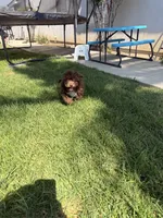 Barney, a male Maltipoo for sale in Corona, CA – 5 of 6