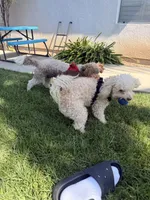Barney, a male Maltipoo for sale in Corona, CA – 6 of 6