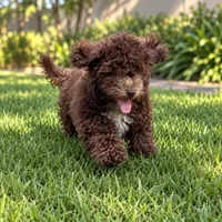 Barney, a male Maltipoo for sale in Corona, CA – 1 of 6
