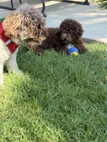 Barney, a male Maltipoo for sale in Corona, CA – 3 of 6