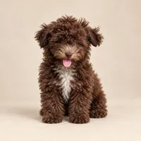Barney, a male Maltipoo for sale in Corona, CA – 4 of 6