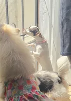 Tita, a female Chihuahua for sale in Oakland, CA – 3 of 4