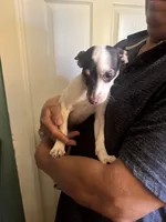 Tita, a female Chihuahua for sale in Oakland, CA – 2 of 4