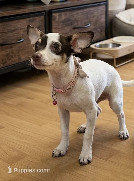 Tita – Chihuahua puppy for sale in Oakland, CA