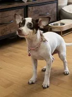 Tita, a female Chihuahua for sale in Oakland, CA – 1 of 4