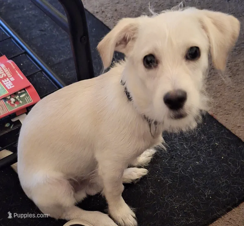 Ghost – Chipoo puppy for sale in Augusta, GA