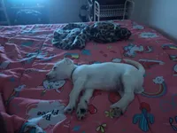 Ghost, a male Chipoo for sale in Augusta, GA – 2 of 4