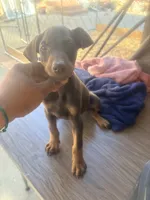 Bruno, a male Doberman Pinscher for sale in Santa Ana, CA – 1 of 1