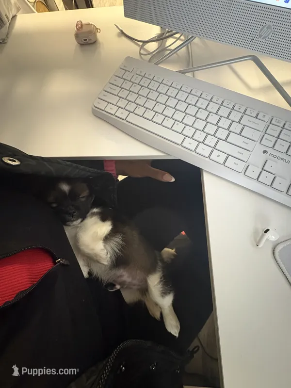 Benjamin Franklin  – Shih Tzu puppy for sale in Houston, TX