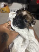 Benjamin Franklin , a male Shih Tzu for sale in Houston, TX – 2 of 3