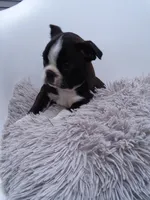 Lexy, a female Boston Terrier for sale in Shipshewana, IN – 2 of 3