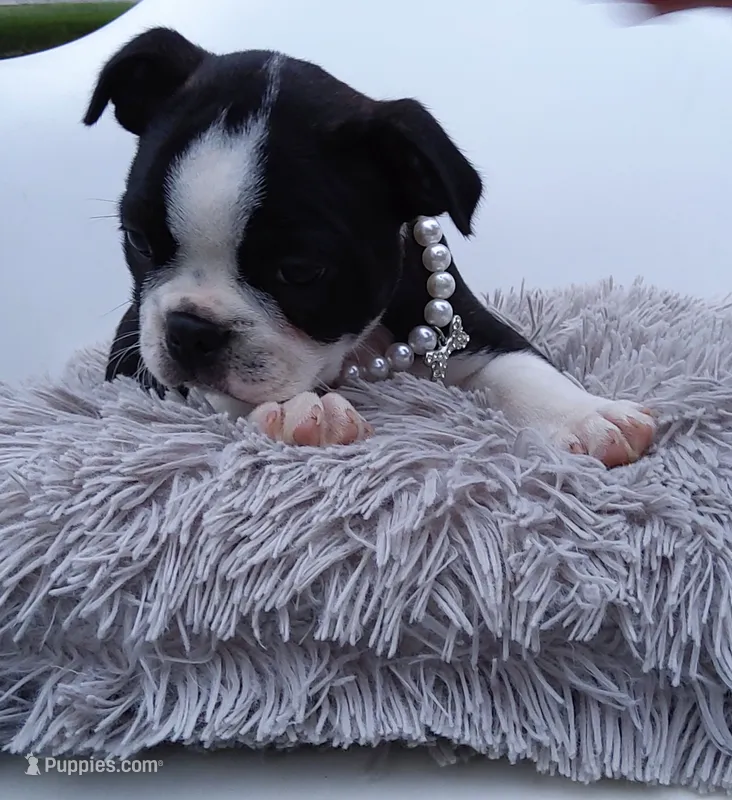 Zoey – Boston Terrier puppy for sale in Shipshewana, IN