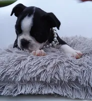 Zoey, a female Boston Terrier for sale in Shipshewana, IN – 1 of 3