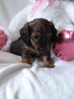 Lucy, a female Miniature Dachshund for sale in Shipshewana, IN – Photo 2 of 4