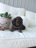 Lucy, a female Miniature Dachshund for sale in Shipshewana, IN – Photo 4 of 4