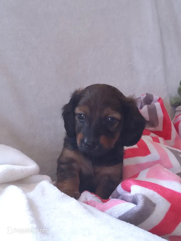 Lucy – Miniature Dachshund puppy for sale in Shipshewana, IN