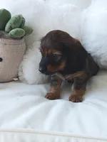 Lucy, a female Miniature Dachshund for sale in Shipshewana, IN – Photo 3 of 4