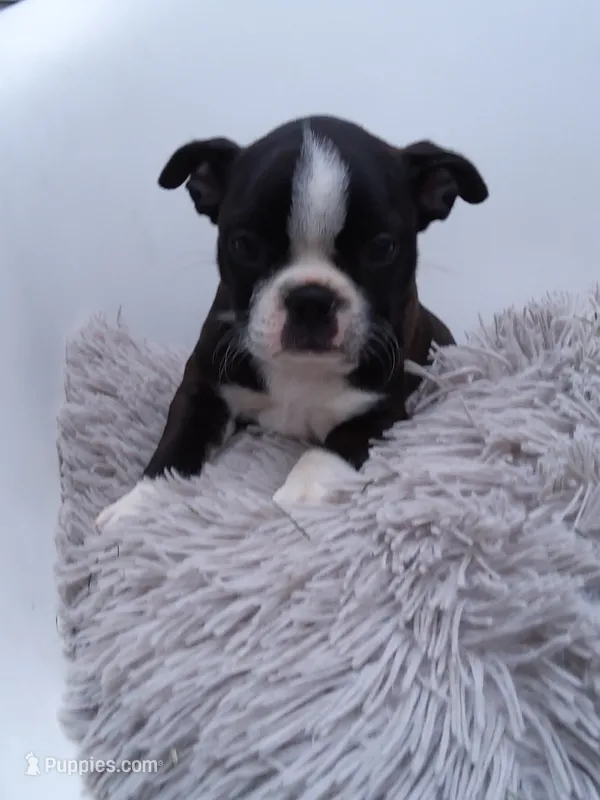 Lexy – Boston Terrier puppy for sale in Shipshewana, IN