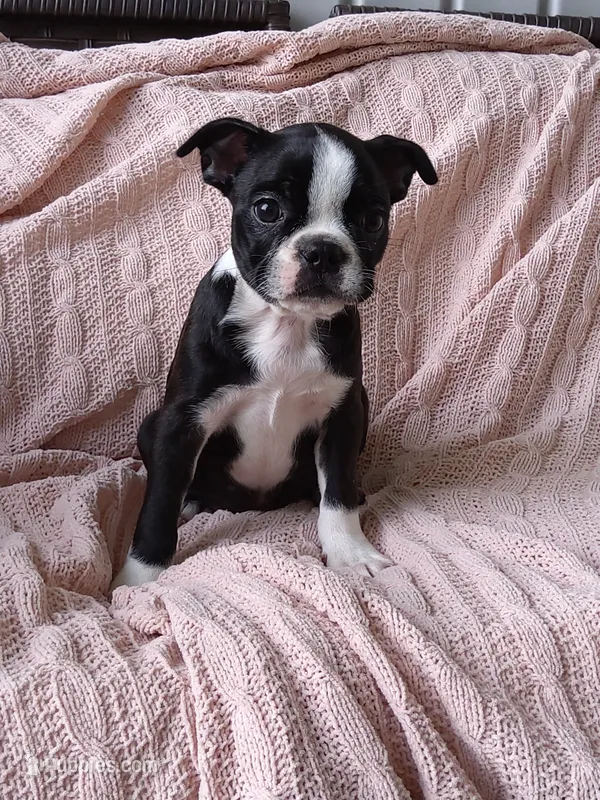 Lexy – Boston Terrier puppy for sale in Shipshewana, IN