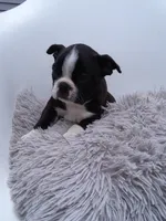 Lexy, a female Boston Terrier for sale in Shipshewana, IN – 3 of 3