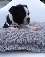 Zoey, a female Boston Terrier for sale in Shipshewana, IN – 3 of 3