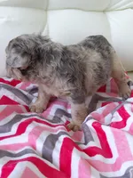 Cupcake, a female French Bulldog for sale in Shipshewana, IN – Photo 9 of 9