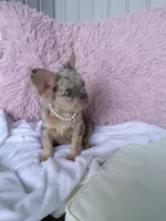 Cupcake, a female French Bulldog for sale in Shipshewana, IN – Photo 3 of 9