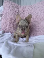 Cupcake, a female French Bulldog for sale in Shipshewana, IN – Photo 4 of 9