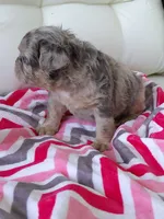 Cupcake, a female French Bulldog for sale in Shipshewana, IN – Photo 8 of 9