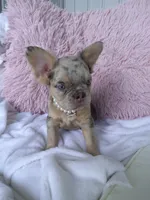 Cupcake, a female French Bulldog for sale in Shipshewana, IN – Photo 2 of 9