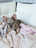 Cupcake, a female French Bulldog for sale in Shipshewana, IN – Photo 1 of 9