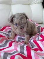 Cupcake, a female French Bulldog for sale in Shipshewana, IN – Photo 7 of 9