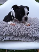 Zoey, a female Boston Terrier for sale in Shipshewana, IN – 2 of 3