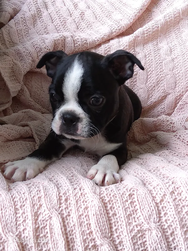 Lexy – Boston Terrier puppy for sale in Shipshewana, IN