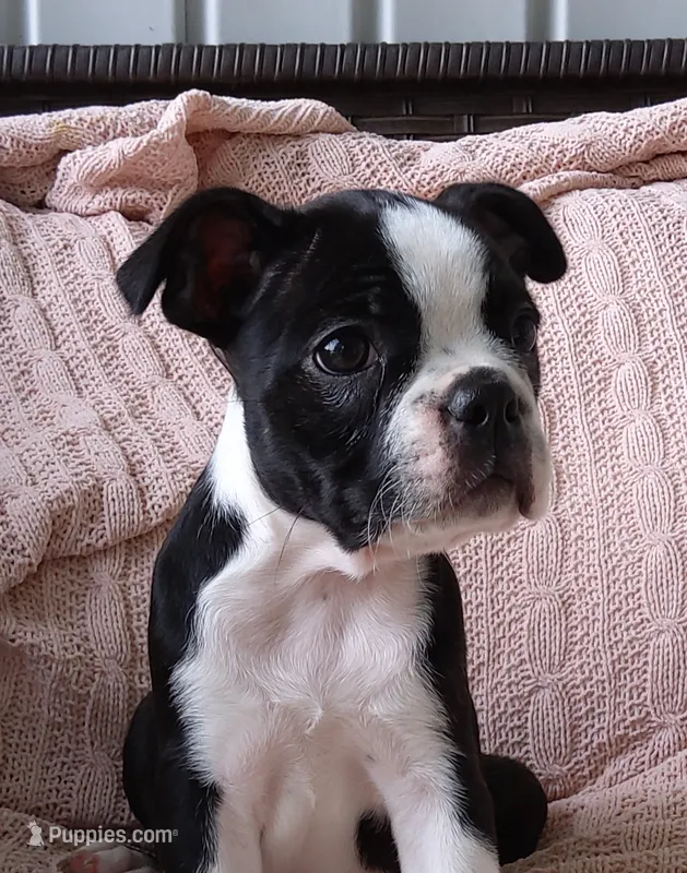 Zoey – Boston Terrier puppy for sale in Shipshewana, IN