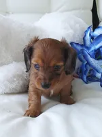 Louie, a male Miniature Dachshund for sale in Shipshewana, IN – Photo 4 of 4