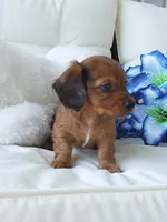 Louie, a male Miniature Dachshund for sale in Shipshewana, IN – Photo 2 of 4