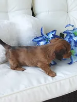 Louie, a male Miniature Dachshund for sale in Shipshewana, IN – Photo 3 of 4