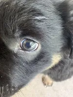Brownie , a male Miniature Australian Shepherd for sale in Ben Wheeler, TX – 4 of 9