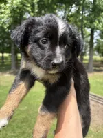 Brownie , a male Miniature Australian Shepherd for sale in Ben Wheeler, TX – 7 of 9